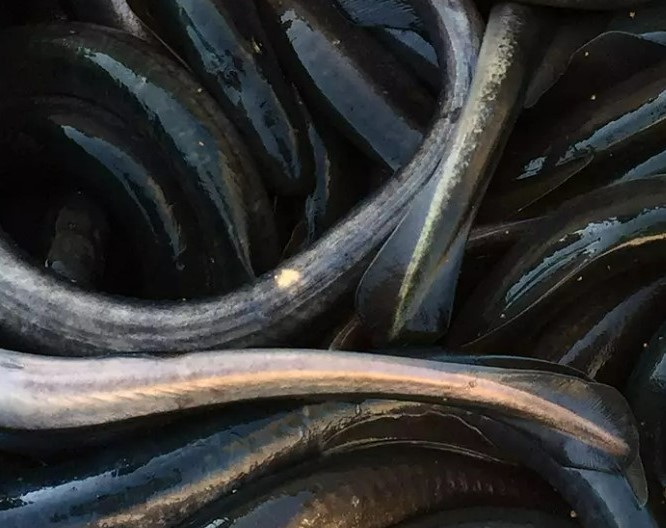 Mahika Kai: resources of the land and water