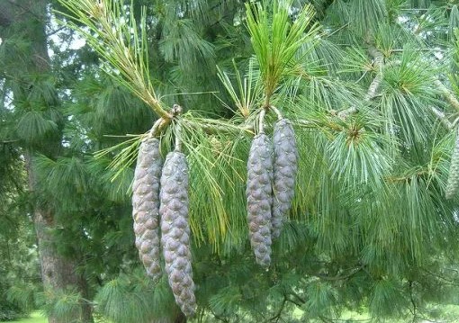 Hart Arboretum in Lake Coleridge Village