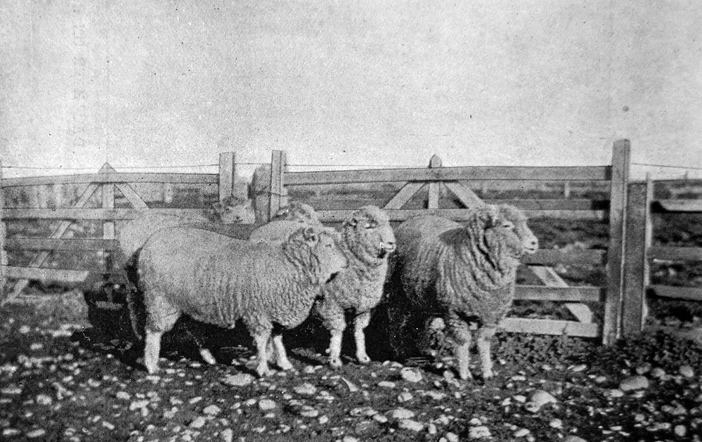 Prizewinning ewes at Heslerton Station
