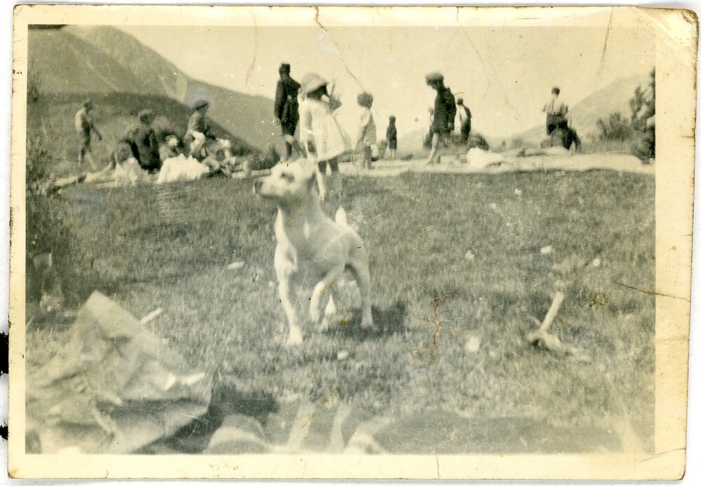 Dog at worker's picnic