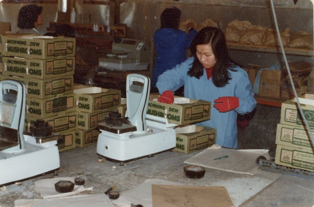 Woman packing mushrooms at Meadow Mushrooms factory, Prebbleton