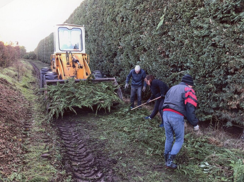 Pineglades shelterbelt management