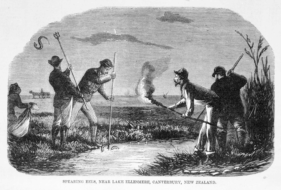 Spearing eel, near Te Waihora