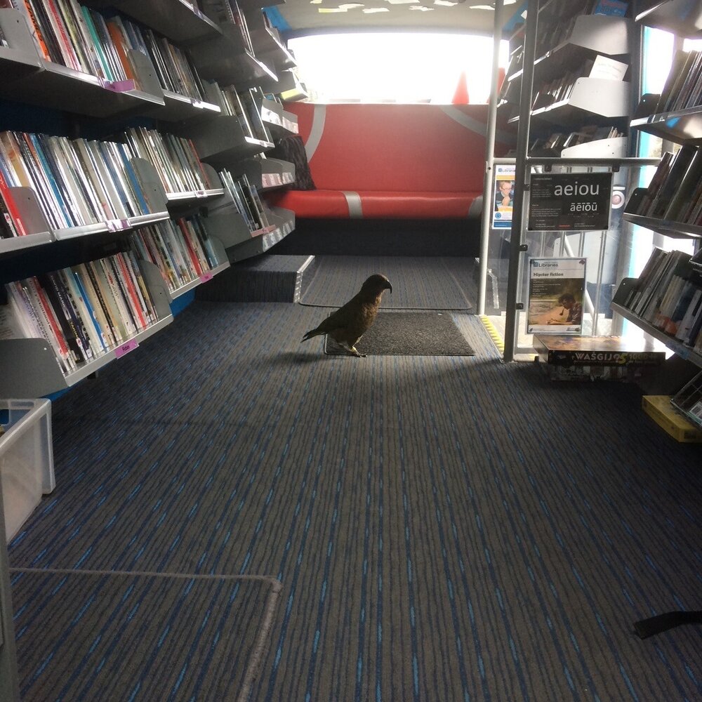 Kea on board the Selwyn District mobile library bus, 2017