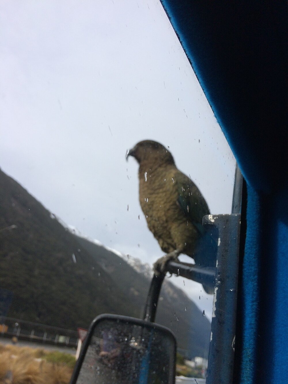 Kea on the Selwyn District mobile library bus, 2017