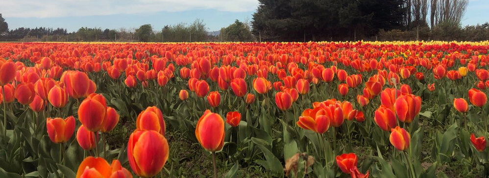 Hadstock Farm, Springston