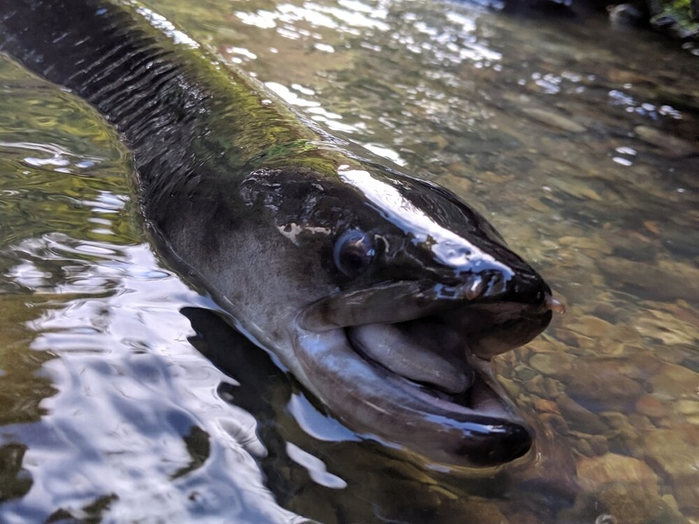 Longfin Eel (Tuna) at Te Waihora Lake Ellesmere