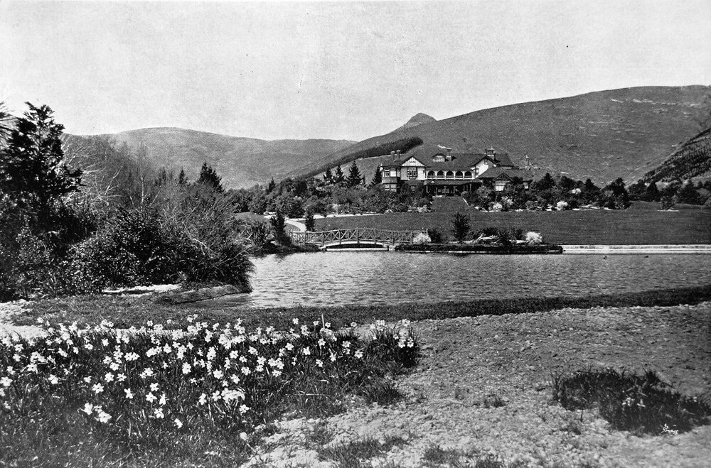 Daffodils at Otahuna, 1913
