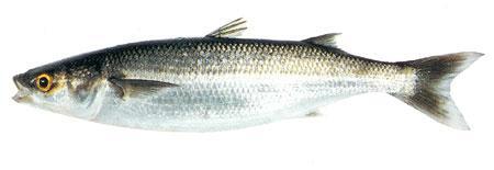 Aua at Te Waihora Lake Ellesmere