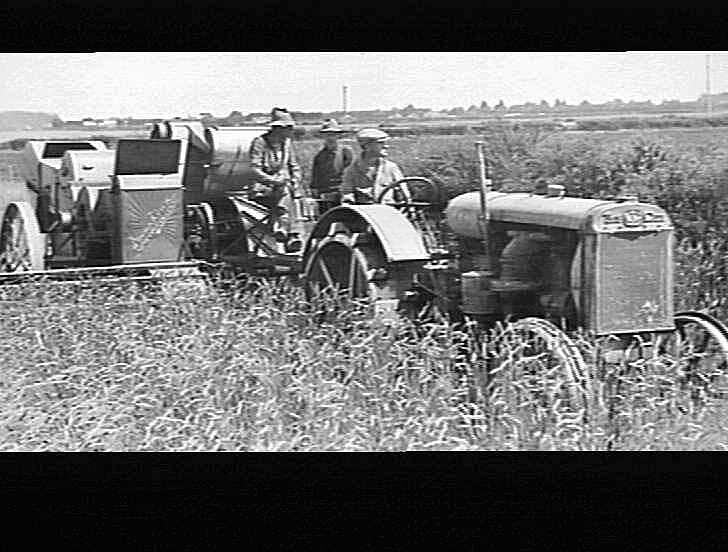 8ft standard header harvesting solid straw tuscan wheat on the farm of A. Phillips, Weedons