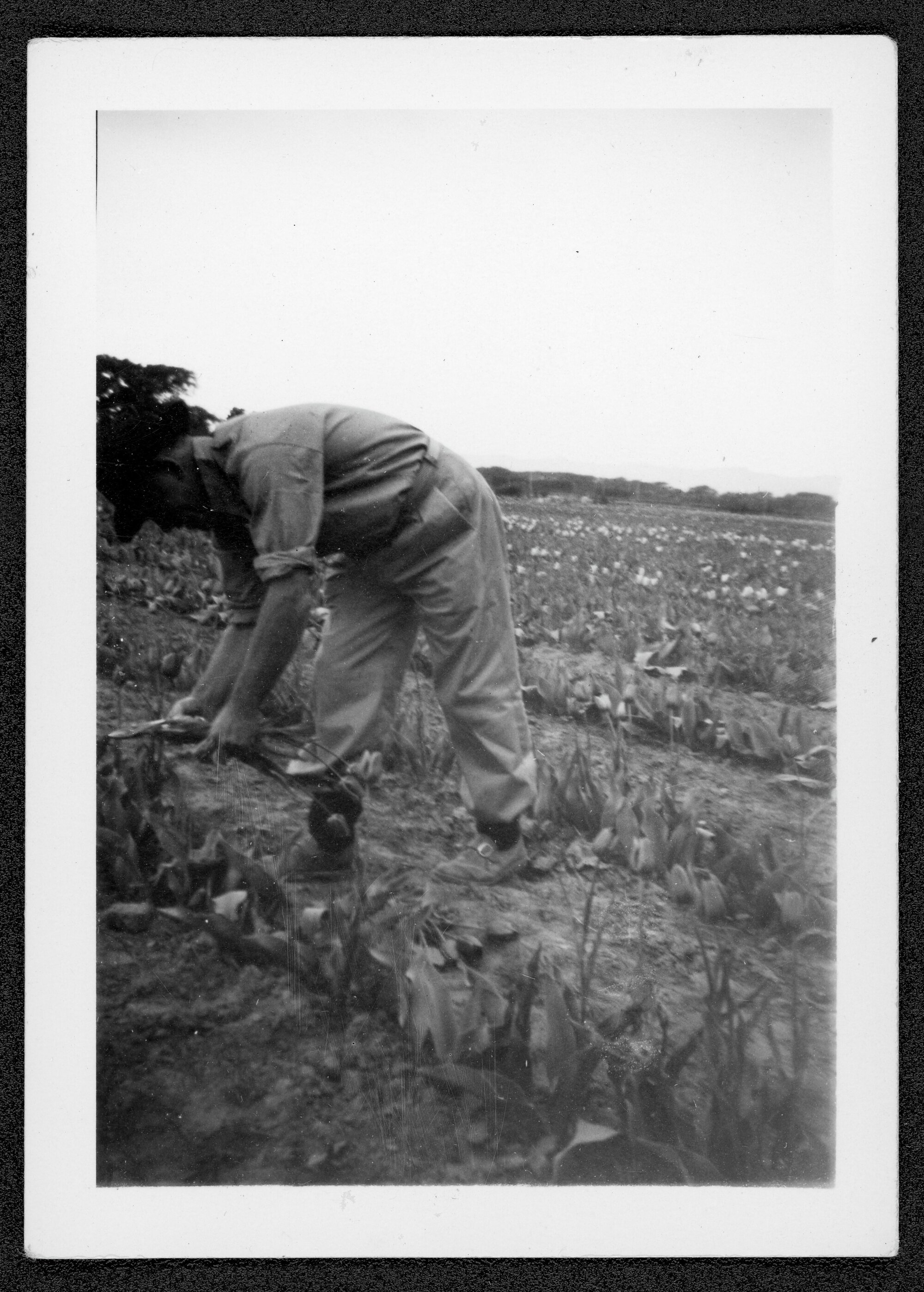 Ivan Chamberlain at the Hadstock farm near Springston