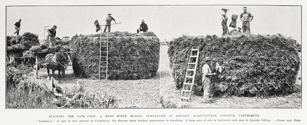 Harvesting oats at Lincoln Agricultural College