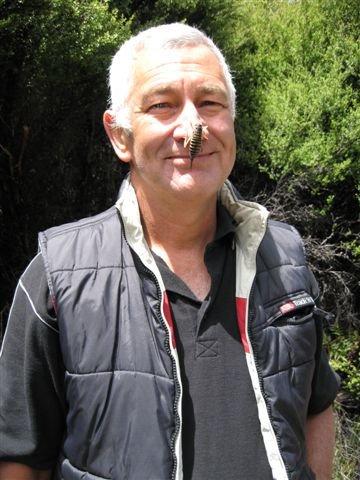 Wētā on a man's nose