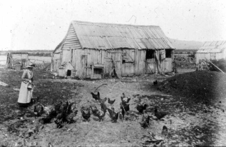 Mrs Evans feeding chickens