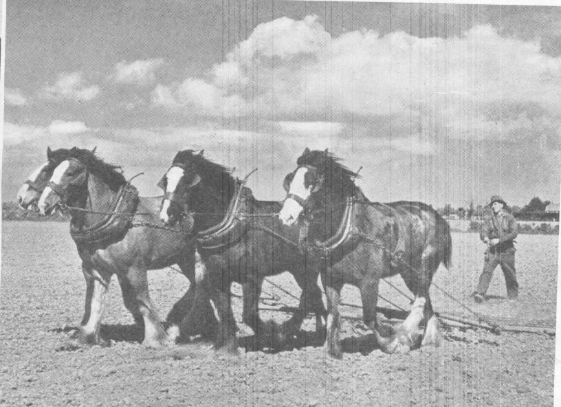Lincoln College, team of horses