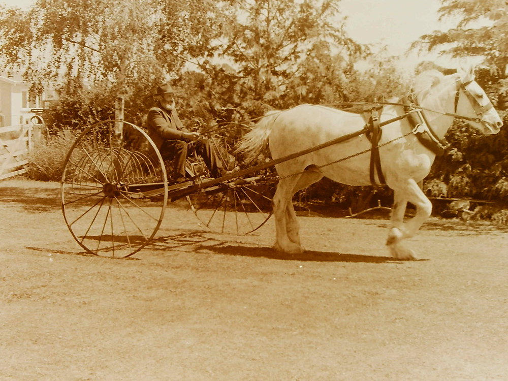 Horsedrawn Vehicle Selwyn Stories