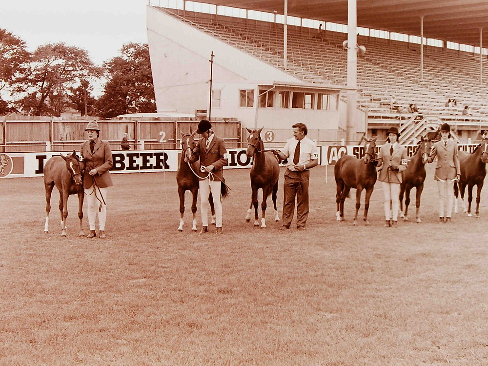 Horse breeders show, Addington showgrounds