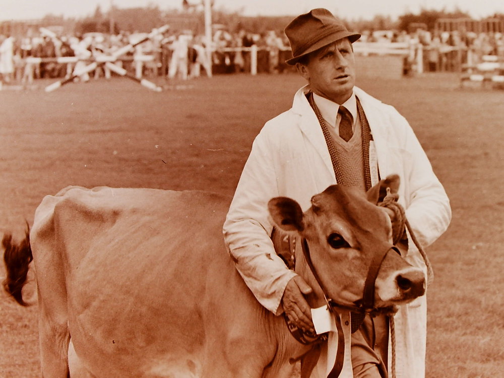 Man and cow in ring at A&amp;P Show