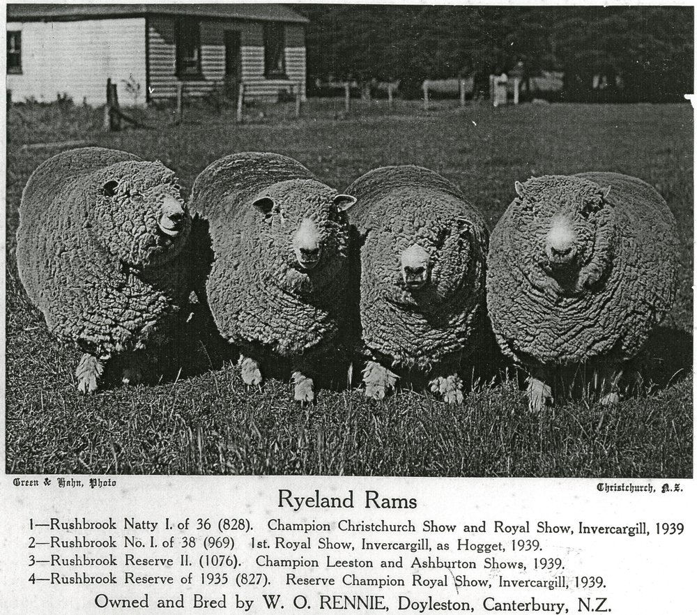 Rennie's Ryeland rams