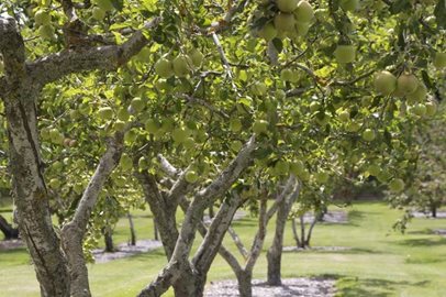 Apple orchard at Otahuna Lodge