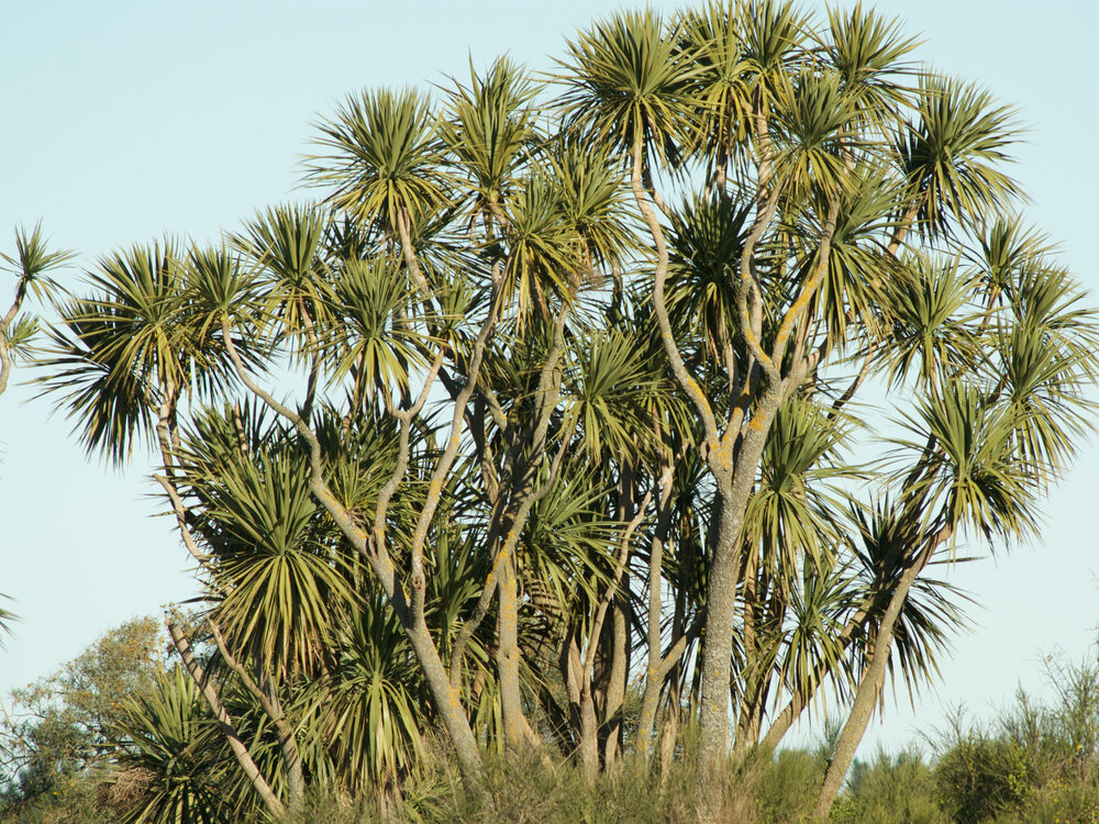 Tī kōuka/Cabbage trees