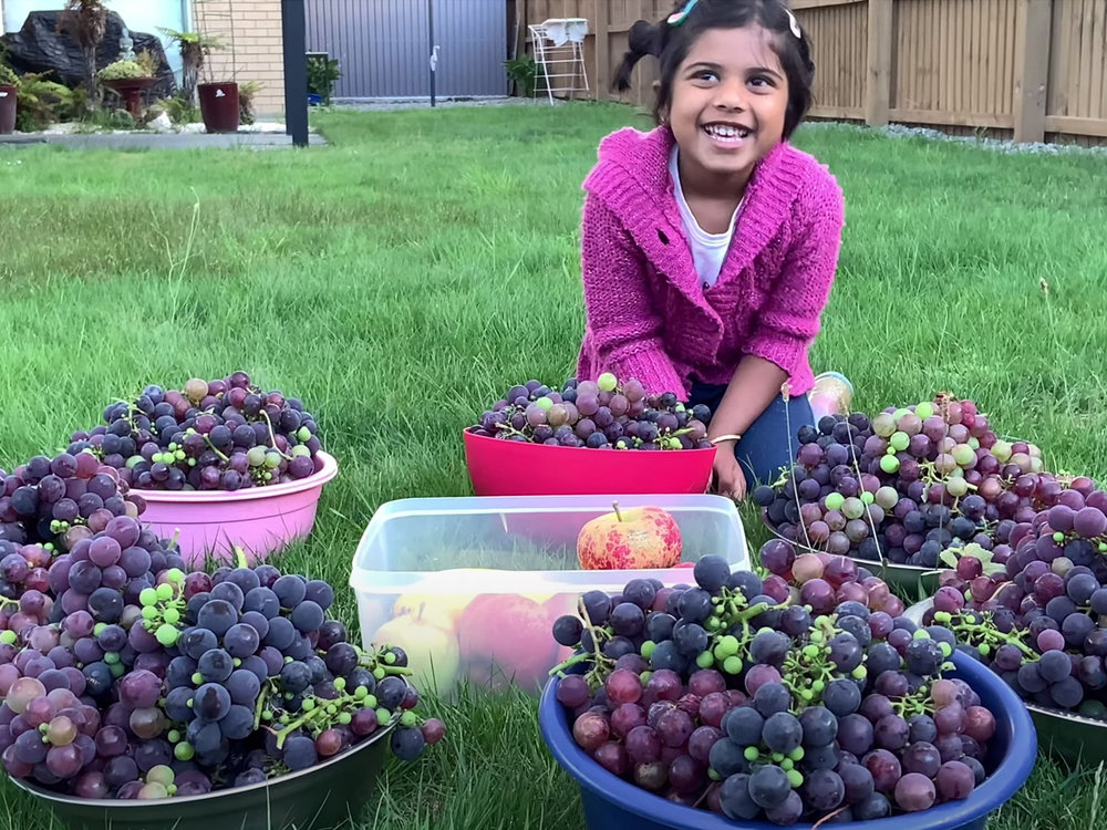 Evalynn with 8kg harvest of grapes