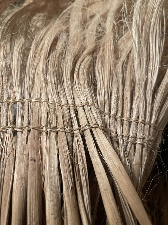 Tī kōuka/cabbage tree 