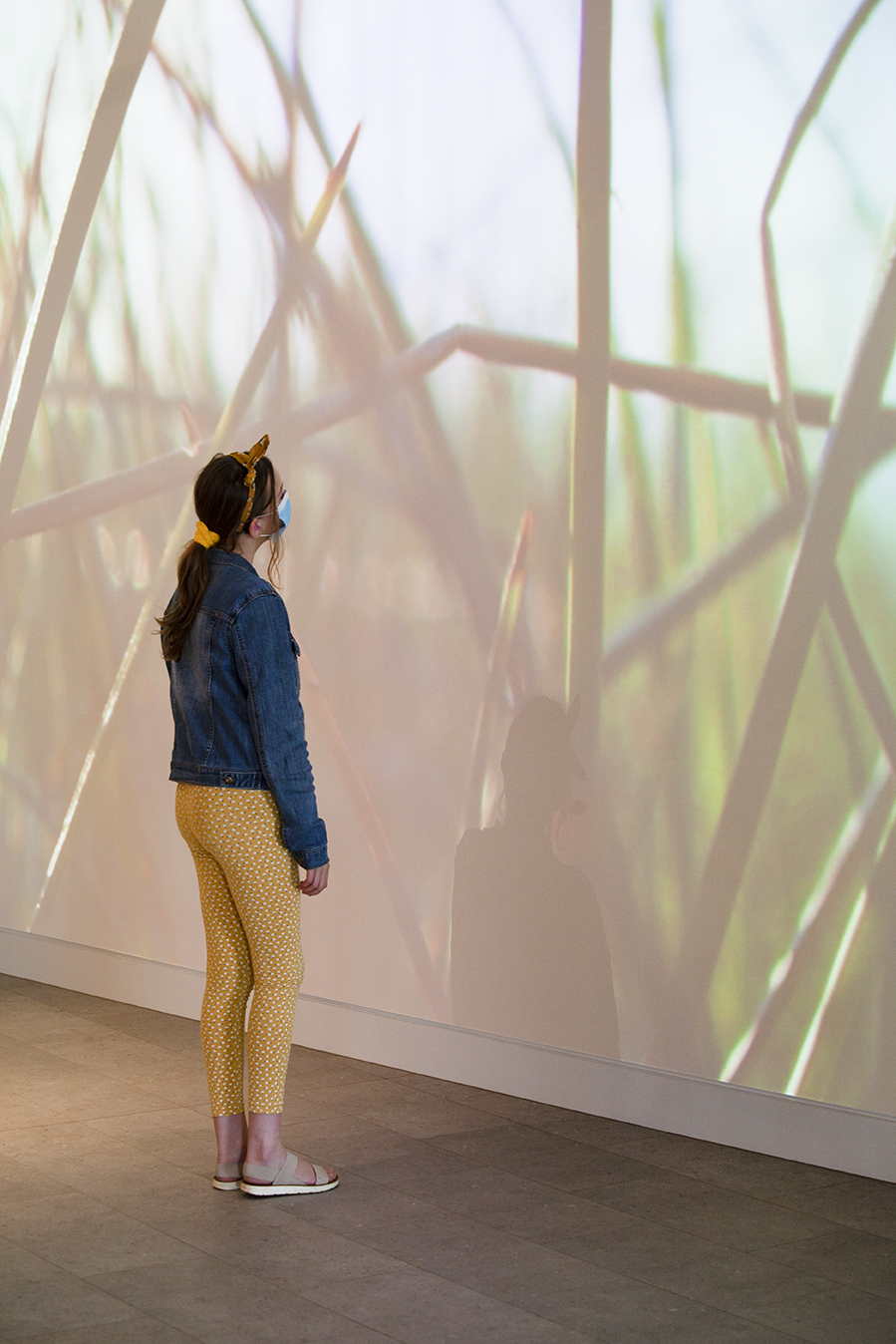 Projection wall: Reeds