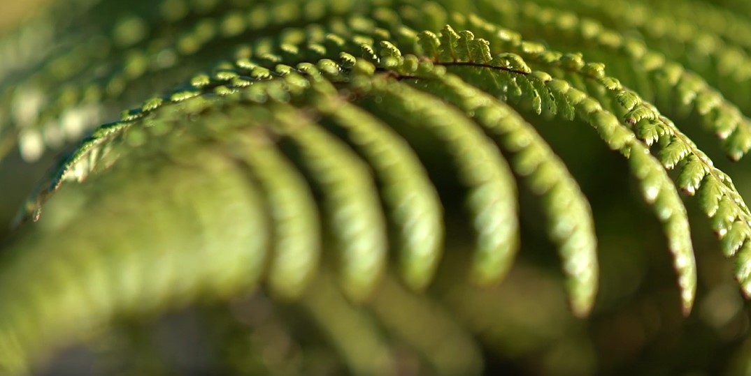 Fern