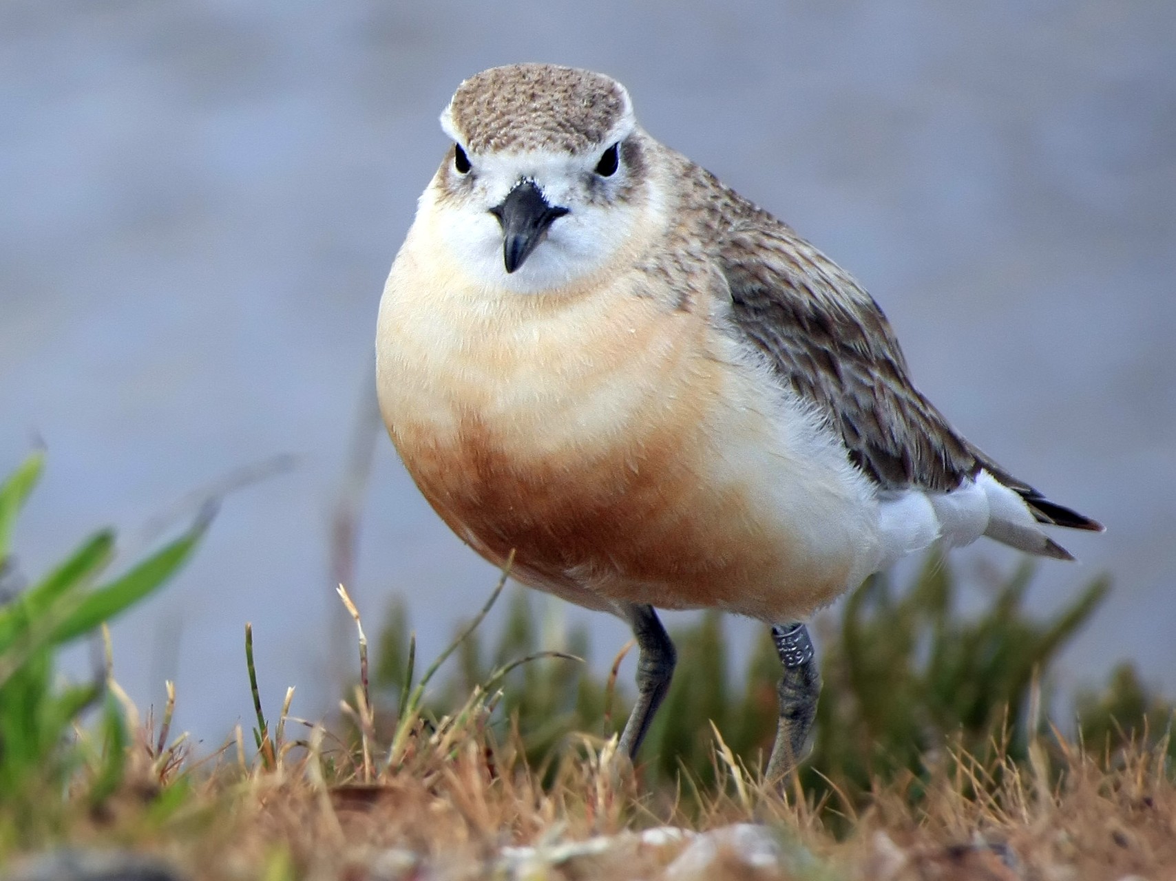 Dotterel