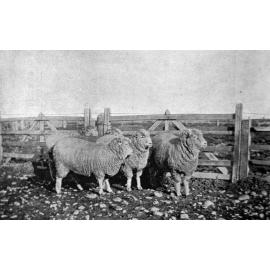 Prizewinning ewes at Heslerton Station