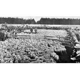 Sale of Sir John Hall's sheep