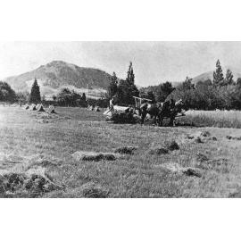 Harvesting at Rockwood, Hororata