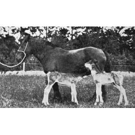 Mr Cunningham's mare with twin foals