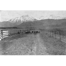 A scene at Mount Torlesse Station, 1924