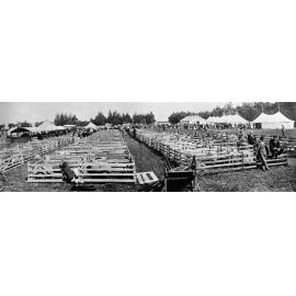 Ellesmere Agricultural and Pastoral Show, sheep section