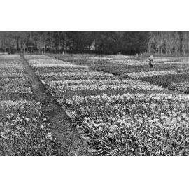 Sir Heaton Rhodes at Otahuna, 1928