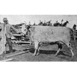 A. Chamberlain's first prize Shorthorn heifer