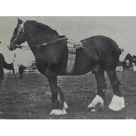Mr John Boag's draught stallion, Royal Fame 