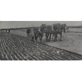 Lincoln ploughing match at Springston, L. Corbett's team.