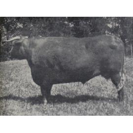 A Champion Fat Bullock shown by Mr W.F.M. Buckley of Dunsandel