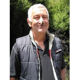 Wētā on a man's nose