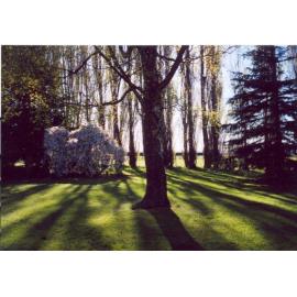 Lincoln trees in the sun