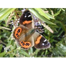 Red Admiral butterfly at Lincoln