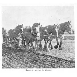 Jarman horse team