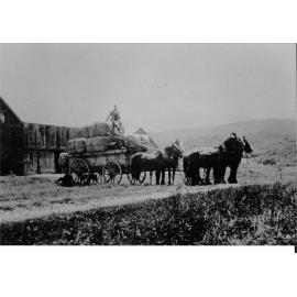 John Miliken carting wool from Brooksdale 1914