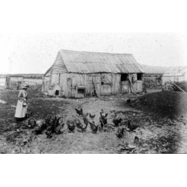 Mrs Evans feeding chickens