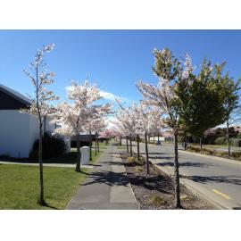 Dryden Ave, Rolleston