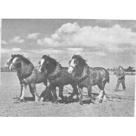 Lincoln College, team of horses