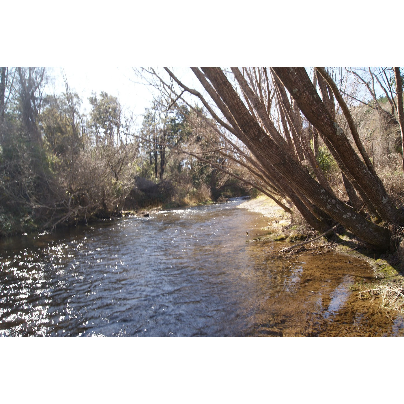 Waikirikiri Selwyn River